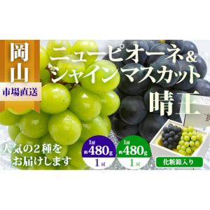ふるさと納税 ぶどう 2026年 先行予約 果物 詰合せ ニュー ピオーネ 1房480g以上 シャイン マスカット 晴王 1房 480g以上 化粧箱入り ブドウ 葡.. 岡山県玉野市