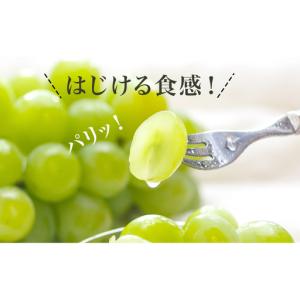 ふるさと納税 ぶどう 2026年 先行予約 果...の詳細画像1