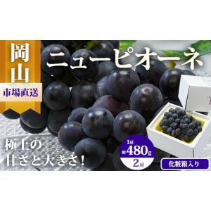 ふるさと納税 ぶどう 2026年 先行予約 ニュー ピオーネ 2房（1房480g以上）約1kg 化粧箱入り ブドウ 葡萄 岡山県産 国産 フルーツ 果物 ギフト 岡山県玉野市