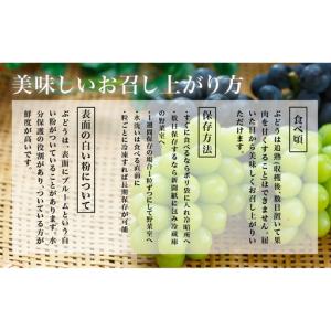 ふるさと納税 ぶどう 2026年 先行予約 ニ...の詳細画像4