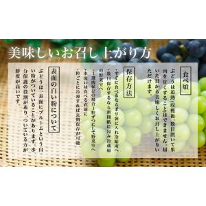 ふるさと納税 ぶどう 2026年 先行予約 ニ...の詳細画像4