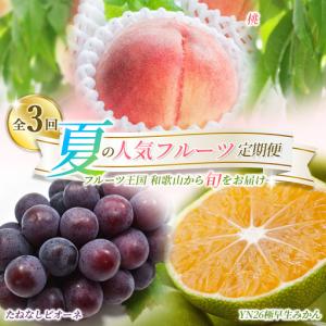 ふるさと納税 【定期便】夏の人気フルーツ定期便！桃・ピオーネ・極早生みかん（全3回）/ フルーツ 果物 もも モモ ぶどう ブドウ みかん ミカ.. 和歌山県北山村
