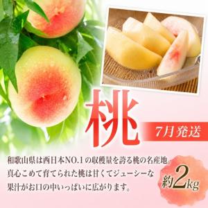 ふるさと納税 【定期便】夏の人気フルーツ定期便...の詳細画像1