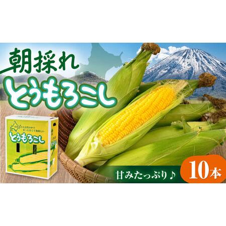 ふるさと納税 【先行予約】朝採れ とうもろこし 10本 《喜茂別町》【ニセコビュープラザ直売会協同組...