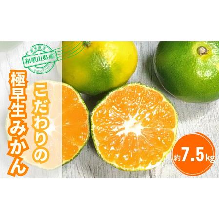 ふるさと納税 【2026年秋頃発送予約分】＼光センサー選別／ 【農家直送】こだわりの極早生みかん 約...