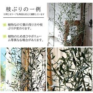 ふるさと納税 SL0218 愛の木 「オリーブ...の詳細画像1