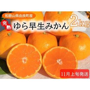 ふるさと納税 完熟ゆら早生みかん☆贈答用☆2kg【先行予約：2024年11月上旬発送】 和歌山県由良...