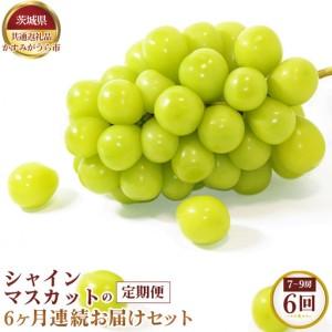 ふるさと納税 【先行予約】シャインマスカットの6ヶ月連続お届けセット　7〜9房×6回【茨城県共通返礼品 かすみがうら市】 No.660 茨城県坂東市