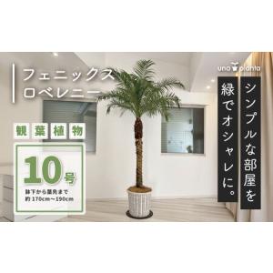 ふるさと納税 観葉植物 フェニックスロベレニー ロベ 10号（鉢下から葉先まで約H170cm〜190cm）059-01 | 観葉植物 神奈川県秦野市