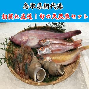 赤 バイ貝 旬