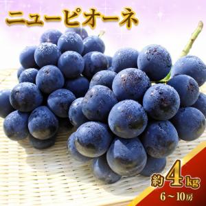 ふるさと納税 ニュー ピオーネ 約4kg ぶどう 葡萄 フルーツ 岡山 高梁市産 2026年 先行予約 果物類 果物 岡山県高梁市
