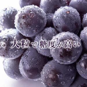 ふるさと納税 ニュー ピオーネ 約4kg ぶど...の詳細画像3