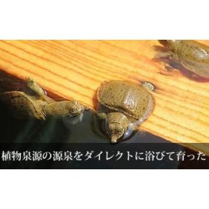 ふるさと納税 「兜すっぽん」鍋 醤油・生姜味3...の詳細画像4