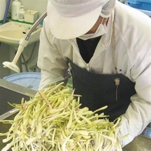 ふるさと納税 島らっきょうの塩漬け300g【配...の詳細画像1