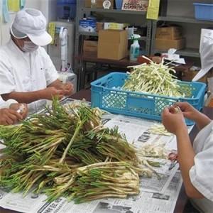 ふるさと納税 島らっきょうの塩漬け300g【配...の詳細画像2