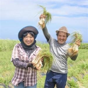 ふるさと納税 島らっきょうの塩漬け300g【配...の詳細画像3