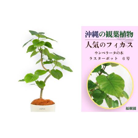 ふるさと納税 沖縄の観葉植物 人気のフィカス ウンベラータ 6号 ラスターポット 沖縄県うるま市