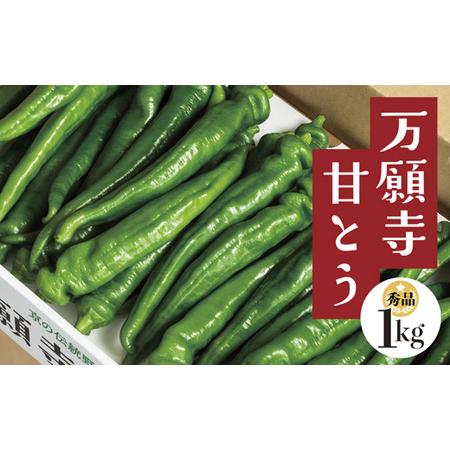 ふるさと納税 京の伝統野菜 「万願寺甘とう」 秀品 1箱 1kg 甘い！美味い！辛くない！舞鶴発祥京...