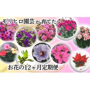 ふるさと納税 モリヒロ園芸が育てたお花の12ヶ月定期便 植物 香川県観音寺市