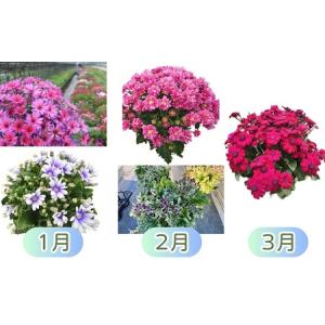 ふるさと納税 モリヒロ園芸が育てたお花の12ヶ...の詳細画像1