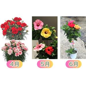 ふるさと納税 モリヒロ園芸が育てたお花の12ヶ...の詳細画像2