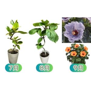 ふるさと納税 モリヒロ園芸が育てたお花の12ヶ...の詳細画像3