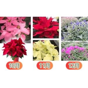 ふるさと納税 モリヒロ園芸が育てたお花の12ヶ...の詳細画像4