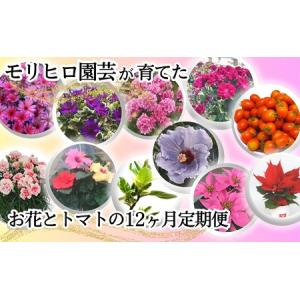 ふるさと納税 モリヒロ園芸が育てたお花とトマトの...の商品画像