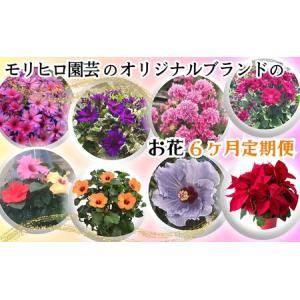 ふるさと納税 モリヒロ園芸のオリジナルブランドのお花6ヶ月定期便 植物 香川県観音寺市