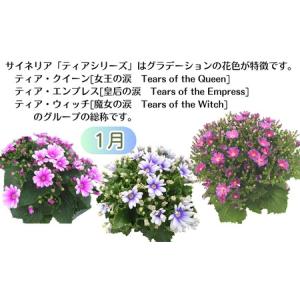 ふるさと納税 鉢花 定期便 全6回 サイネリア...の詳細画像1