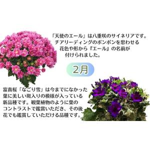 ふるさと納税 鉢花 定期便 全6回 サイネリア...の詳細画像2