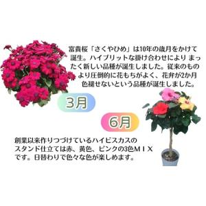 ふるさと納税 鉢花 定期便 全6回 サイネリア...の詳細画像3