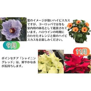 ふるさと納税 鉢花 定期便 全6回 サイネリア...の詳細画像4
