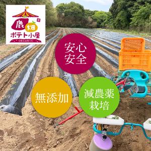 ふるさと納税 鹿嶋市産!鹿畑ポテト小屋の紅はる...の詳細画像2