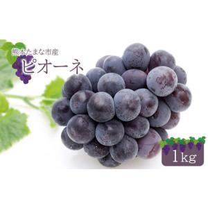 ふるさと納税 ぶどう ピオーネ 1kg 《 東ぶどう園 》 | 果物 くだもの フルーツ ぶどう 葡萄 ブドウ 熊本 玉名 熊本県玉名市