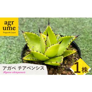 ふるさと納税 Agave chiapensis　アガベ チアペンシス 1株 長与町/アグリューム[EAI121] 観葉植物 アガベ インテリア 観葉植物 アガベ インテリ.. 長崎県長与町｜furunavi