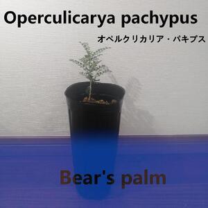 ふるさと納税 オペルクリカリアパキプス　Operculicarya pachypus_栃木県大田原市...