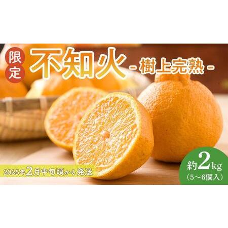 ふるさと納税 【限定】 不知火 樹上完熟 約2kg （5〜6個入）【先行予約】【2025年2月中旬頃...