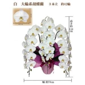 ふるさと納税 御供　胡蝶蘭　白大輪3本立　42輪　ラッピングカラー紫_花・観葉植物 胡蝶蘭 花 _【1258074】 大阪府岬町
