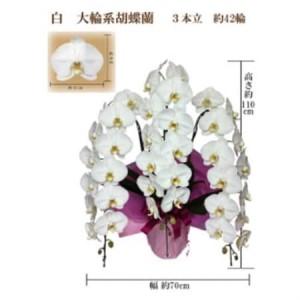 ふるさと納税 御祝　胡蝶蘭　白大輪3本立　42輪　ラッピングカラーピンク_花・観葉植物 胡蝶蘭 花 _【1258079】 大阪府岬町