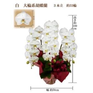 ふるさと納税 御祝　胡蝶蘭　白大輪3本立　33輪　ラッピングカラーピンク_花・観葉植物 胡蝶蘭 花 _【1258097】 大阪府岬町