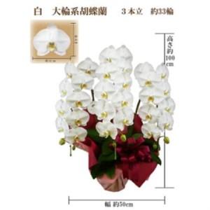ふるさと納税 御供　胡蝶蘭　白大輪3本立　33輪　ラッピングカラー紫_花・観葉植物 胡蝶蘭 花 _【1258099】 大阪府岬町