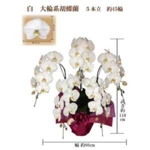 ふるさと納税 御祝　胡蝶蘭　白大輪5本立　45輪　ラッピングカラーピンク_花・観葉植物 胡蝶蘭 花 _【1258123】 大阪府岬町