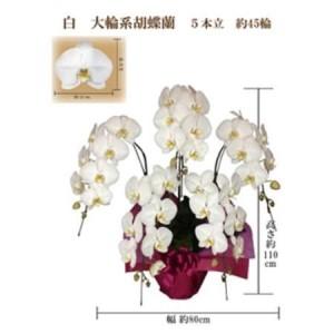 ふるさと納税 御供　胡蝶蘭　白大輪5本立　45輪　ラッピングカラー紫_花・観葉植物 胡蝶蘭 花 _【1258125】 大阪府岬町