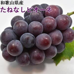 ふるさと納税 【新鮮・産直】和歌山かつらぎ町産たねなしピオーネ約3kg【2026年8月中旬〜2026年9月中旬頃に順次発送予定】【TM127】【TM02.. 和歌山県かつらぎ町