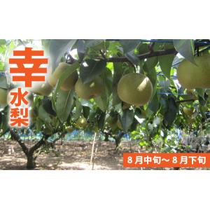 ふるさと納税 【先行予約】「福井梨」6〜8玉 ...の詳細画像1