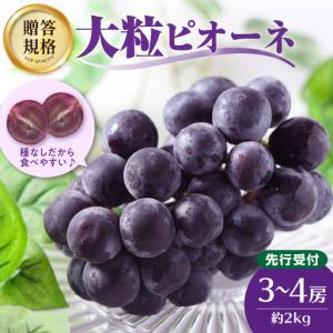 ふるさと納税 《先行受付》贈答規格 大粒ピオーネ 3〜4房 約2kg【2026年9月中旬頃〜発送予定】【山形ぶどう・大江町産・小林葡萄園】 024-002 山形県大江町
