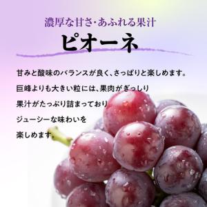 ふるさと納税 《先行受付》贈答規格 大粒ピオー...の詳細画像1