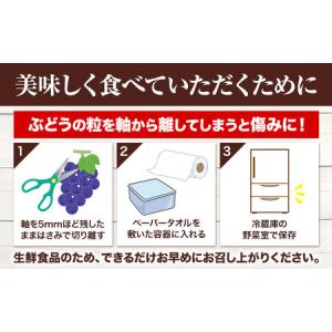 ふるさと納税 つる付き!ニューピオーネ 1房 ...の詳細画像3