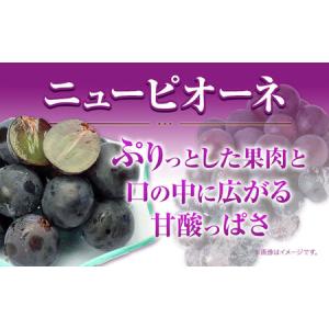 ふるさと納税 つる付き!ニューピオーネ 2房 ...の詳細画像1